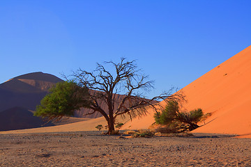 Image showing red dunes of sossusvlei