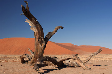 Image showing red dunes of sossusvlei