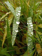 Image showing Dew on grass