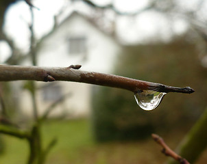 Image showing branch and a drop of water