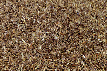 Image showing Caraway seeds