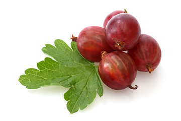 Image showing Gooseberry