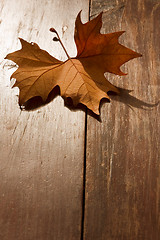 Image showing Autumn Leaf on a park bench