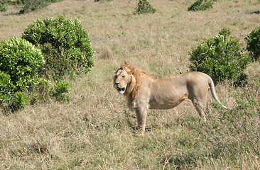 Image showing Wild male lion