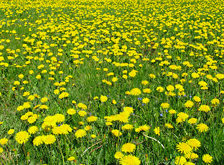 Image showing Dandelion meadow