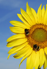 Image showing Yellow sunflower with bees on blue sky