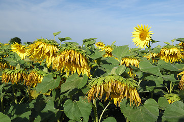 Image showing sunflowers field 