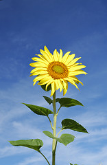Image showing Yellow sunflower on blue sky