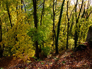 Image showing Forest in autumn time