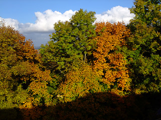 Image showing Forest in autumn time 