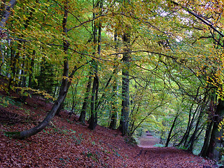 Image showing Forest and path in autumn time