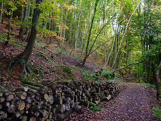 Image showing pile of wood and path in autumn time forest