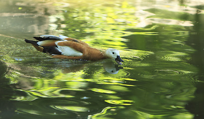 Image showing Duck feeding