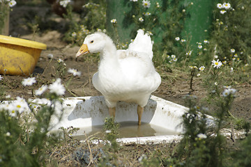 Image showing Goose