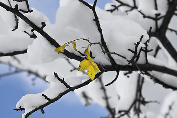 Image showing Leaf in Winter