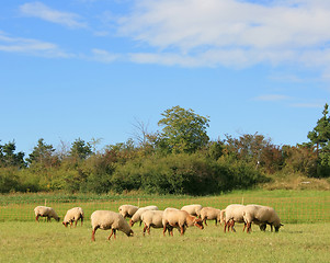 Image showing Sheep