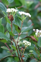 Image showing Winter Flowering