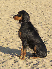 Image showing Waiting Wet Dog