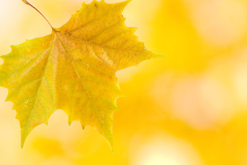 Image showing Beautiful leaves in autumn