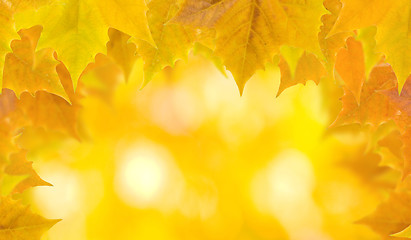 Image showing Beautiful leaves in autumn