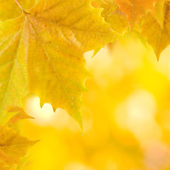 Image showing Beautiful leaves in autumn