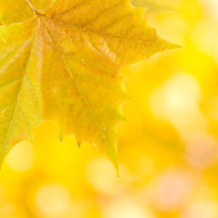 Image showing Beautiful leaves in autumn