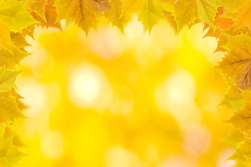 Image showing Beautiful leaves in autumn