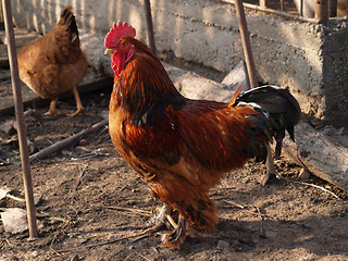 Image showing proud cock