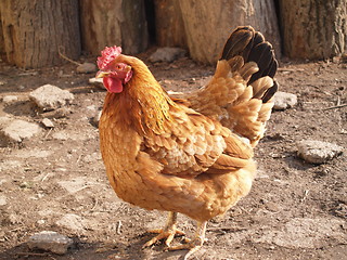 Image showing hen