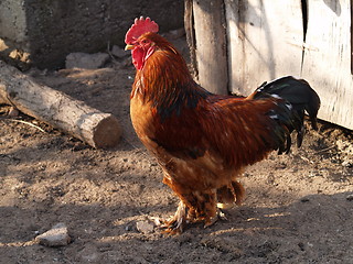 Image showing proud cock 2