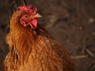 Image showing chicken1