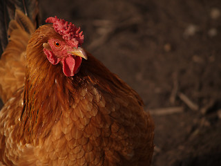 Image showing chicken 2