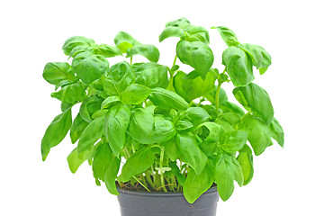 Image showing Basil