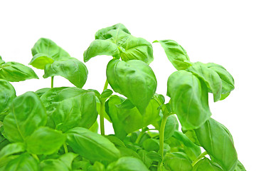 Image showing Basil