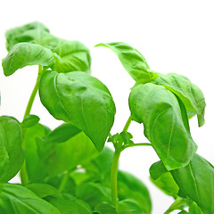 Image showing Basil