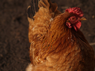 Image showing chicken 3