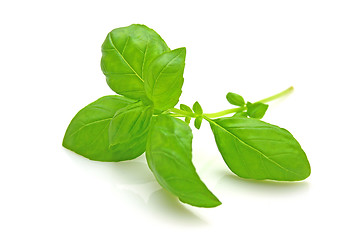 Image showing Basil