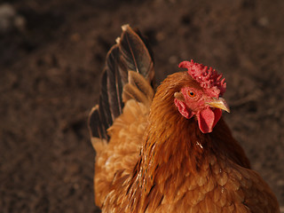 Image showing chicken 4