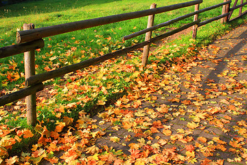 Image showing Autumn