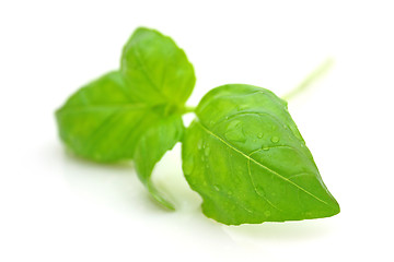 Image showing Basil