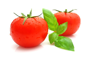 Image showing Tomato basil