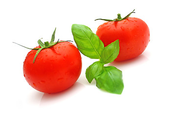 Image showing Tomato basil