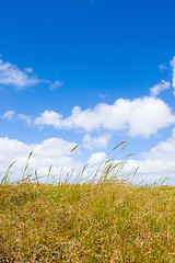 Image showing Dunes