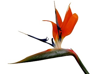 Image showing Bird of Paradise-design element