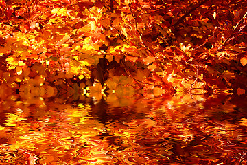 Image showing Buntes Laub im Herbst