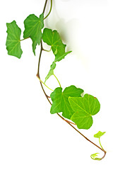 Image showing Ivy