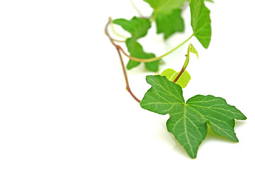 Image showing Ivy
