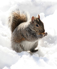 Image showing Peanut Munching