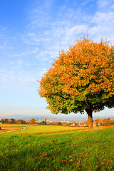 Image showing Autumn