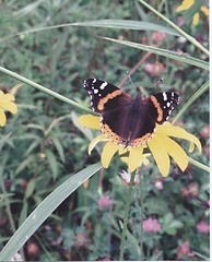 Image showing Butterfly